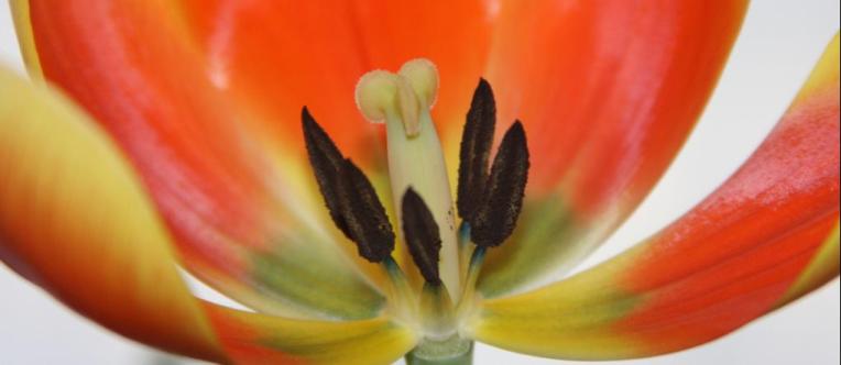 swing into the sway floral cropped